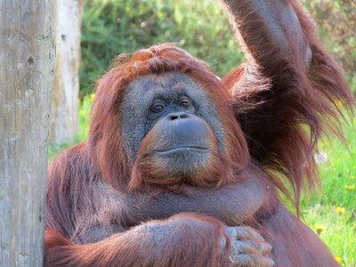 Orangutan monkey zoo photo