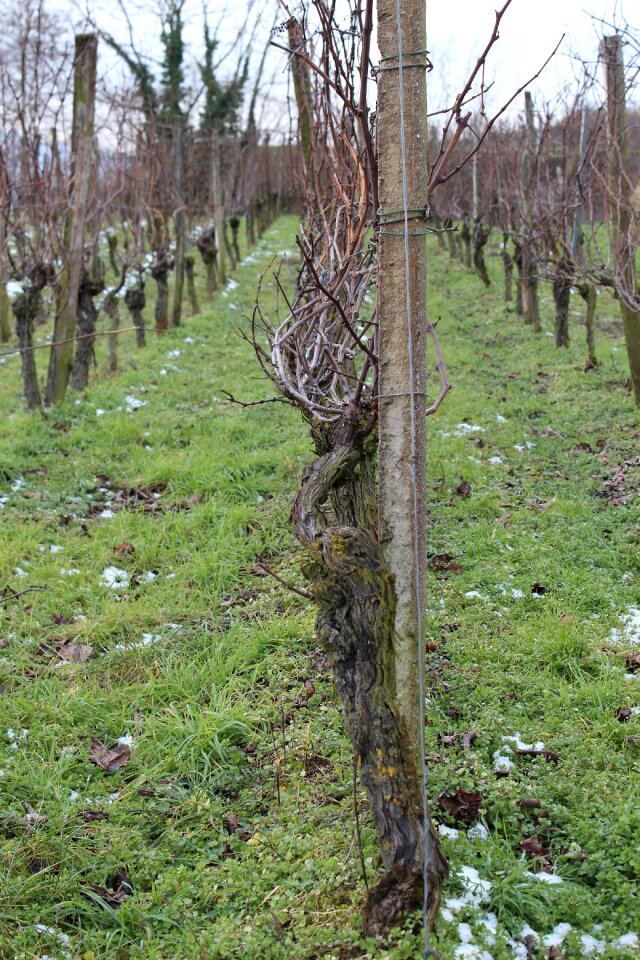 Vineyard wine landscape