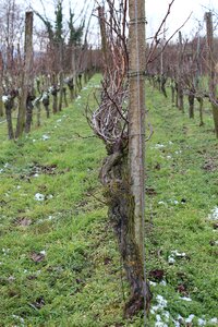 Vineyard wine landscape