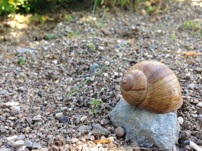 Shell animals garden