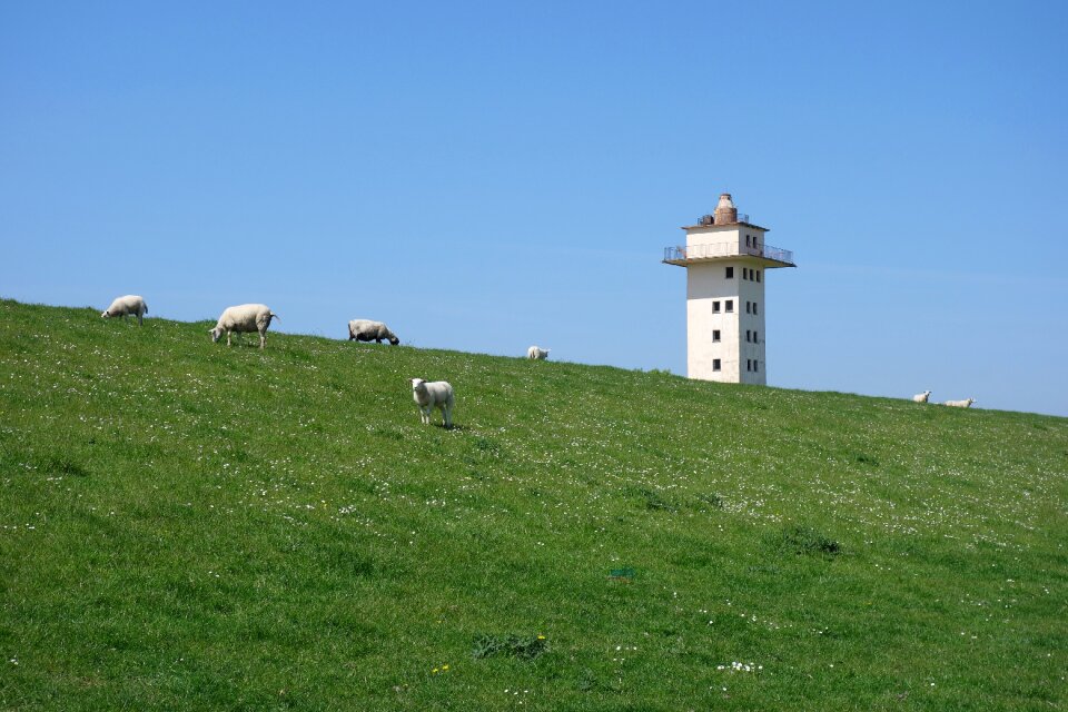 Pasture tower flock of sheep