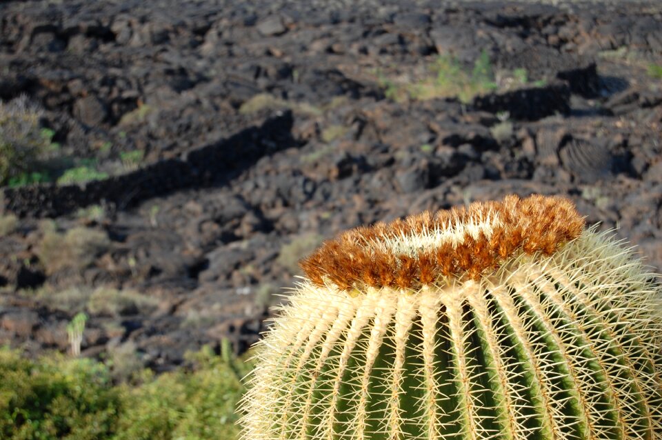 Cactus nature dry photo