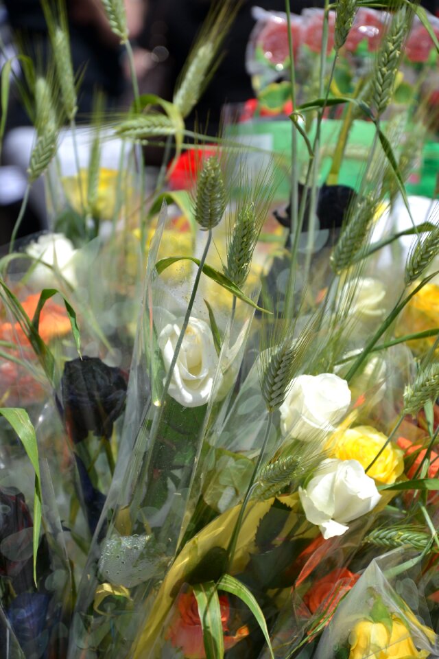 Rosa flower bouquet