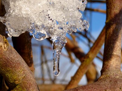 Cold february tree photo