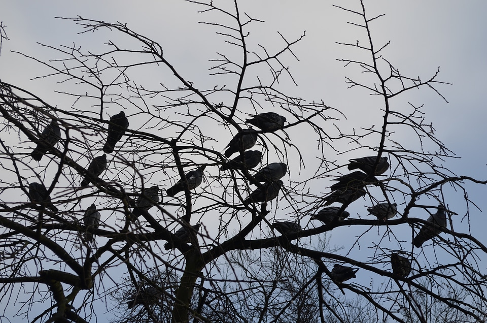 Animals branch background