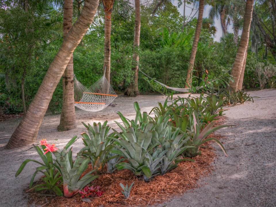 Hammock palm trees green