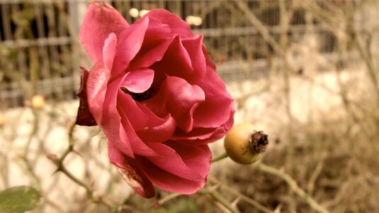 Bloom plant red
