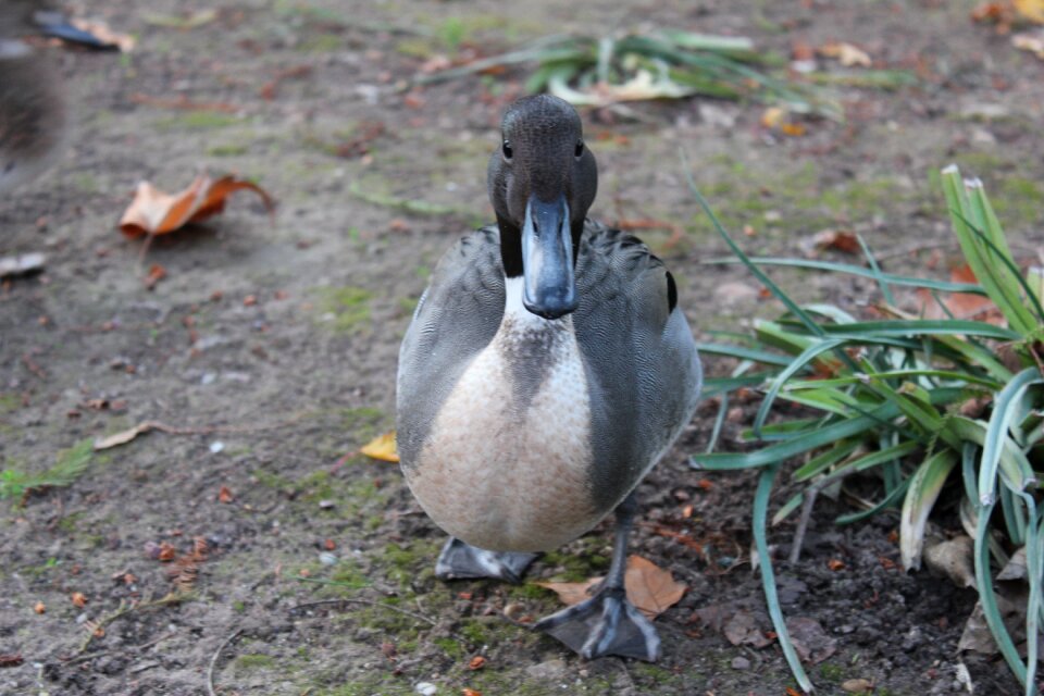 Aranjuez birds animal