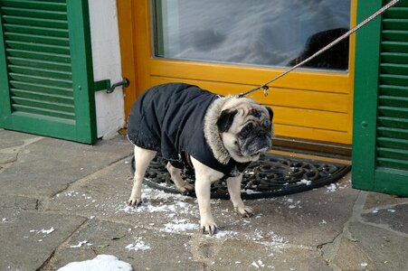 Cold pet cute