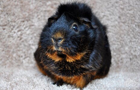 Black red loh rodent animal