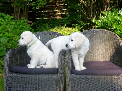 Chairs adorable