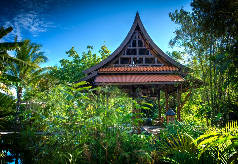 Garden palm trees asian