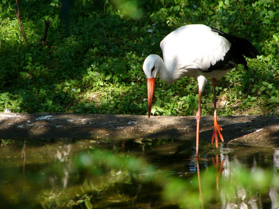 Bird animal swamp