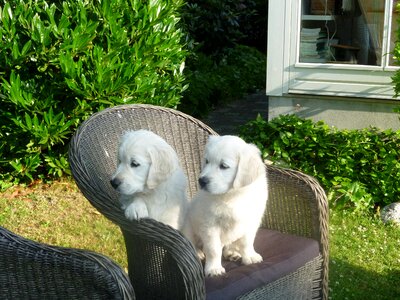 Chair adorable