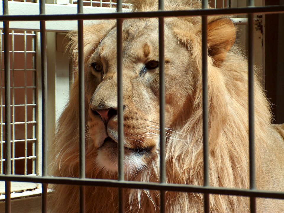 Zoo animal