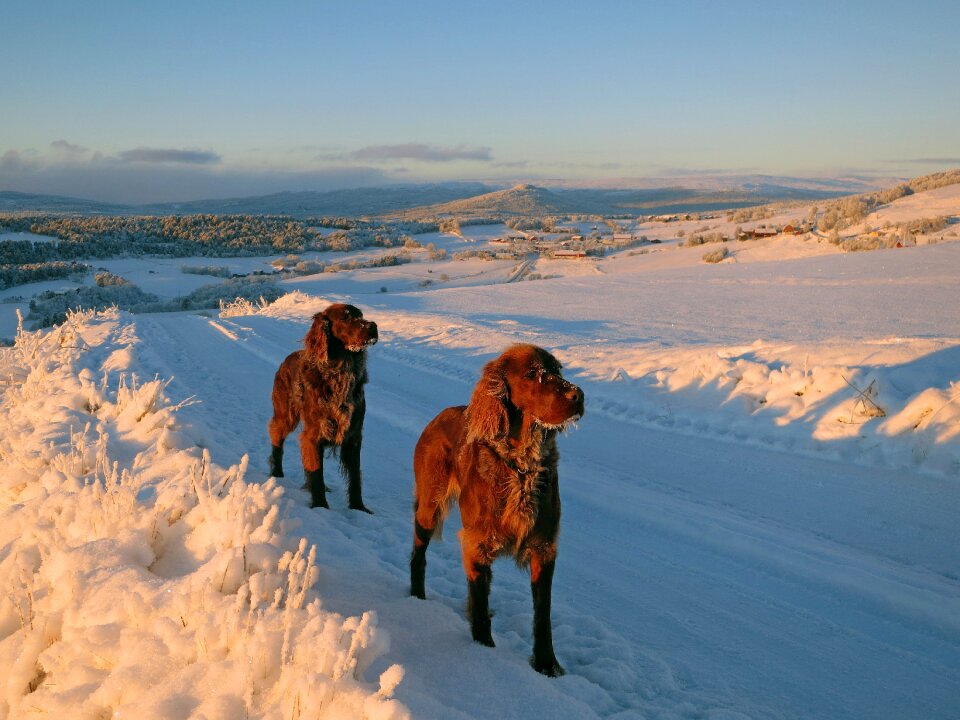 Norway winter dalsbygda