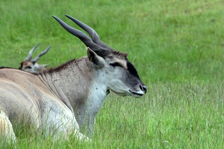 Elk wildlife animal photo