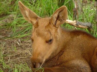 Wildlife animal mammal