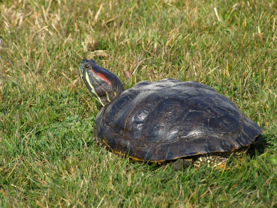 Chelonien reptile amphibious