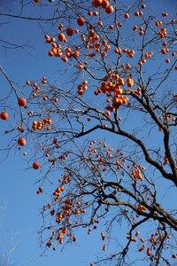 Fruit trees fruits persimmon