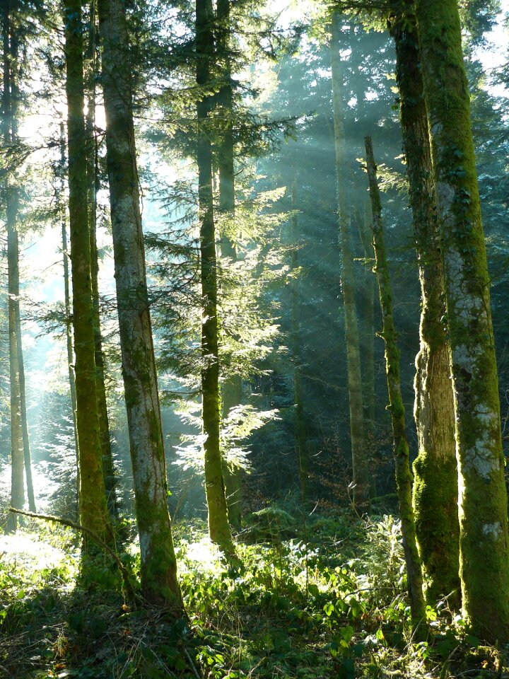 Landscape forest trunk
