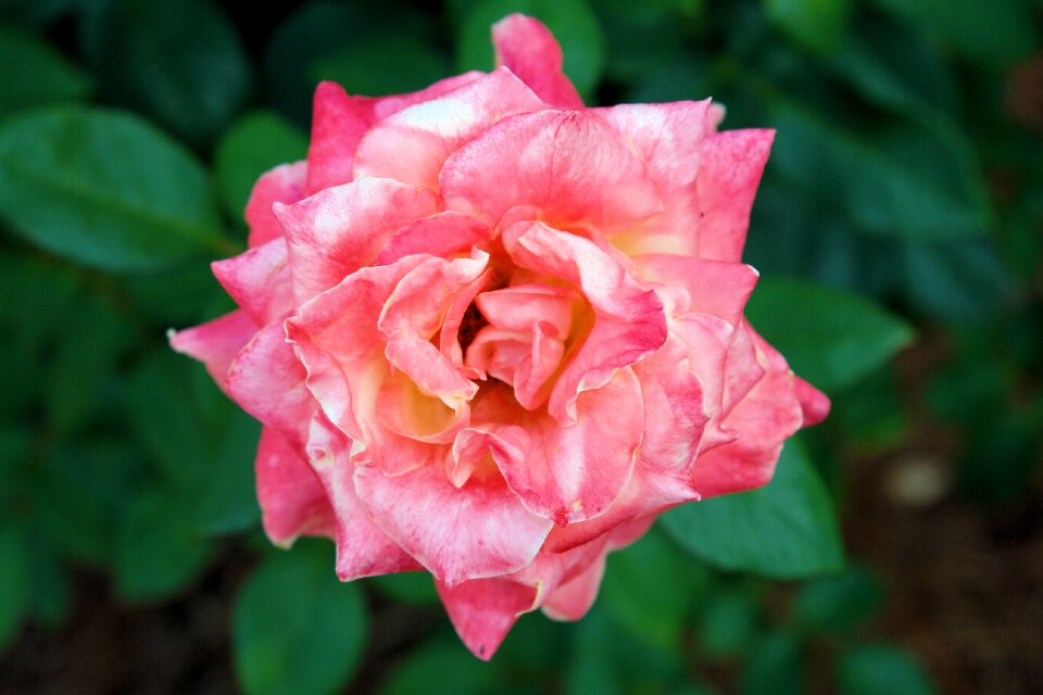 Flower nature romance
