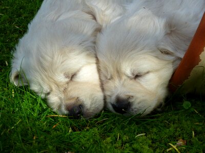 Dog sleeping