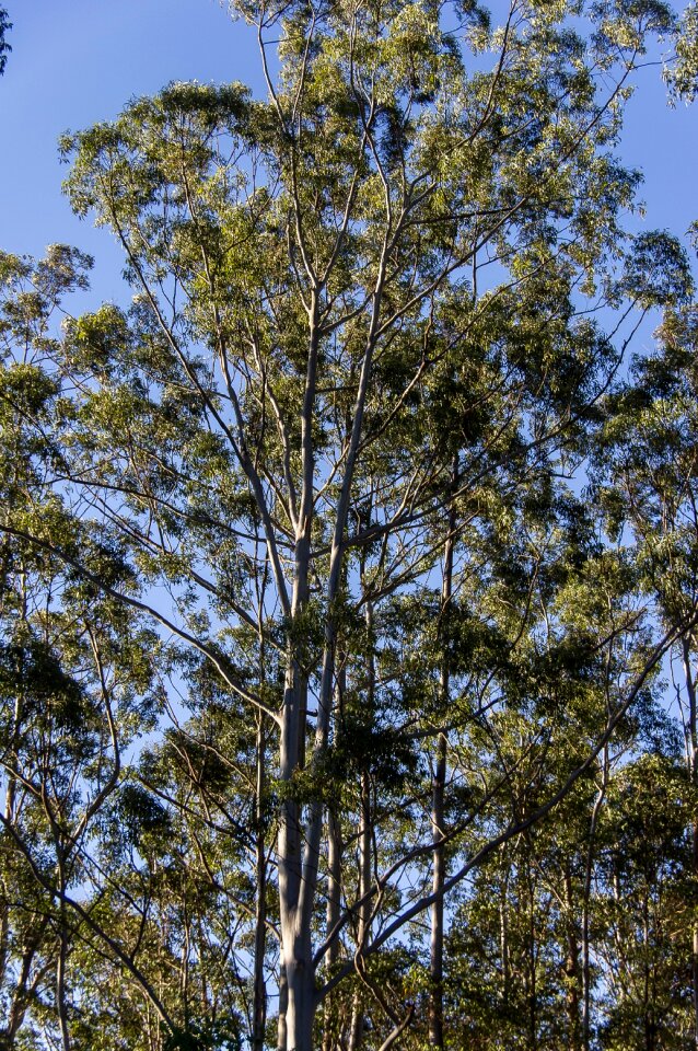 Native subtropical blue sky