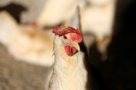 Laying hens stall switzerland photo
