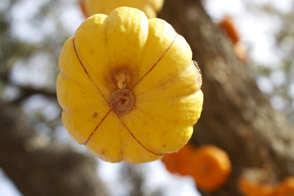 Yellow vegetable