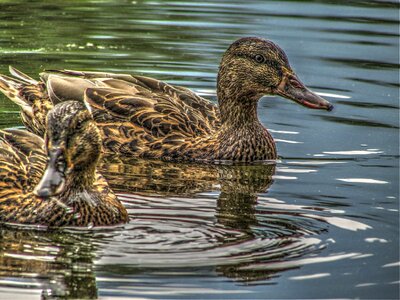 Dick lake cocks