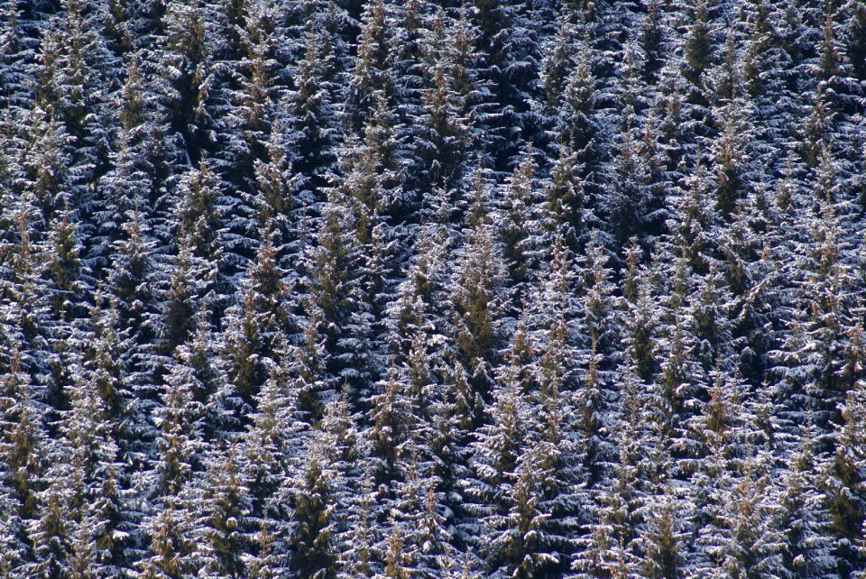 Winter forests landscape
