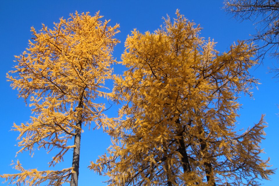 Golden autumn sun blue sky