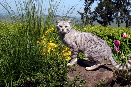 Feline hunter outdoors