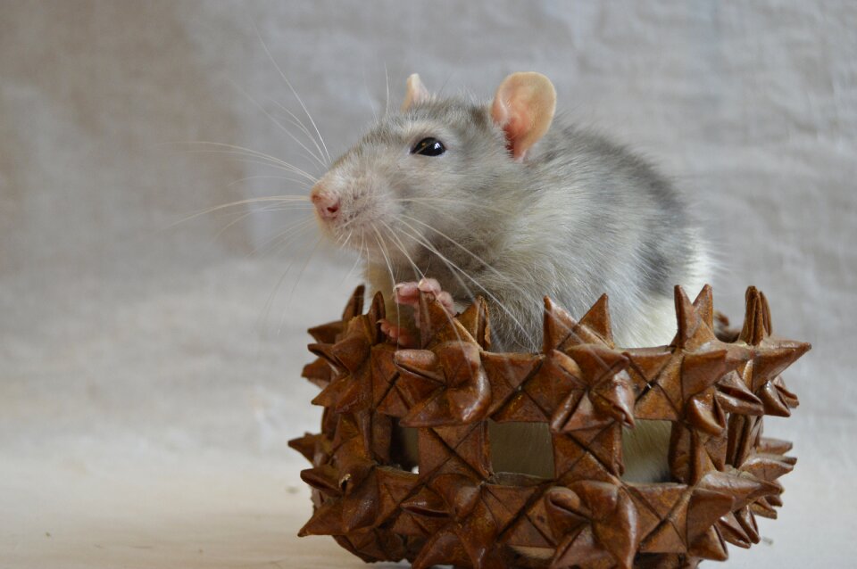 Animal home closeup