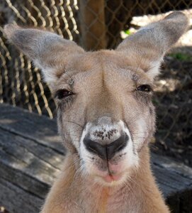 Nature marsupial aussie