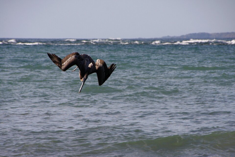Bird costa rica water