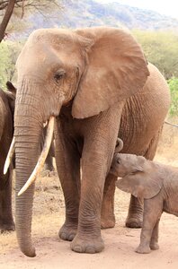 Elephant animals africa