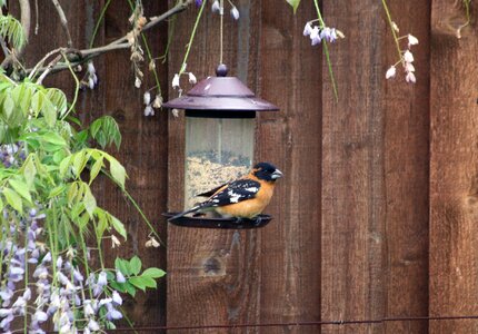 Avian ornithology birdwatching photo
