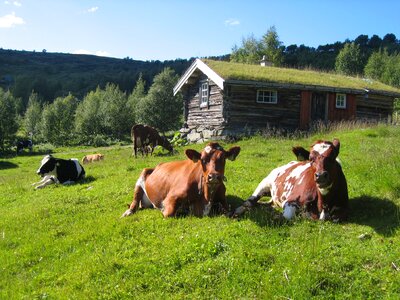 Summer cows the nature of the