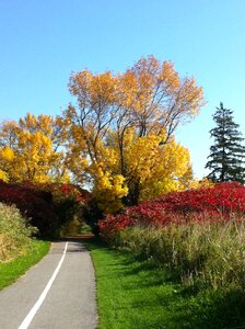 Fall nature