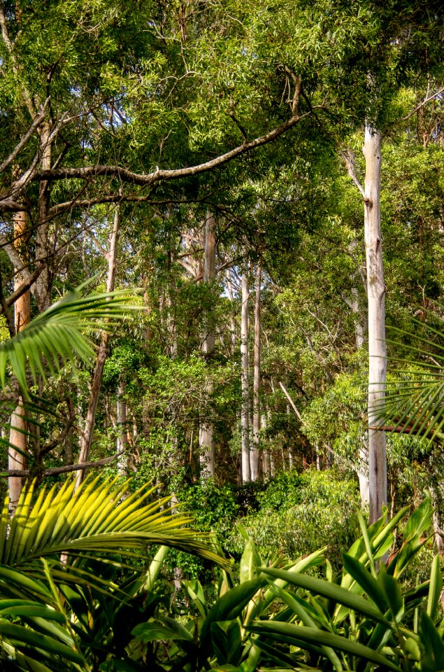 Queensland gum trees eucalypts