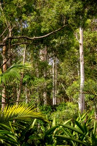Queensland gum trees eucalypts photo