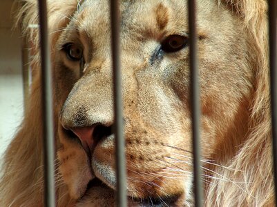 Zoo cage