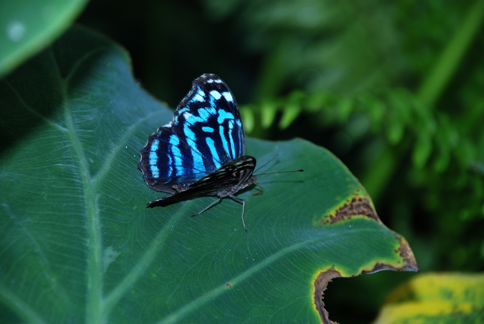 Nature animal plant