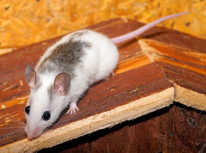 Nager rodents close up