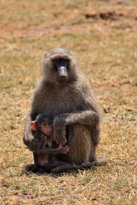 Baboon animals africa