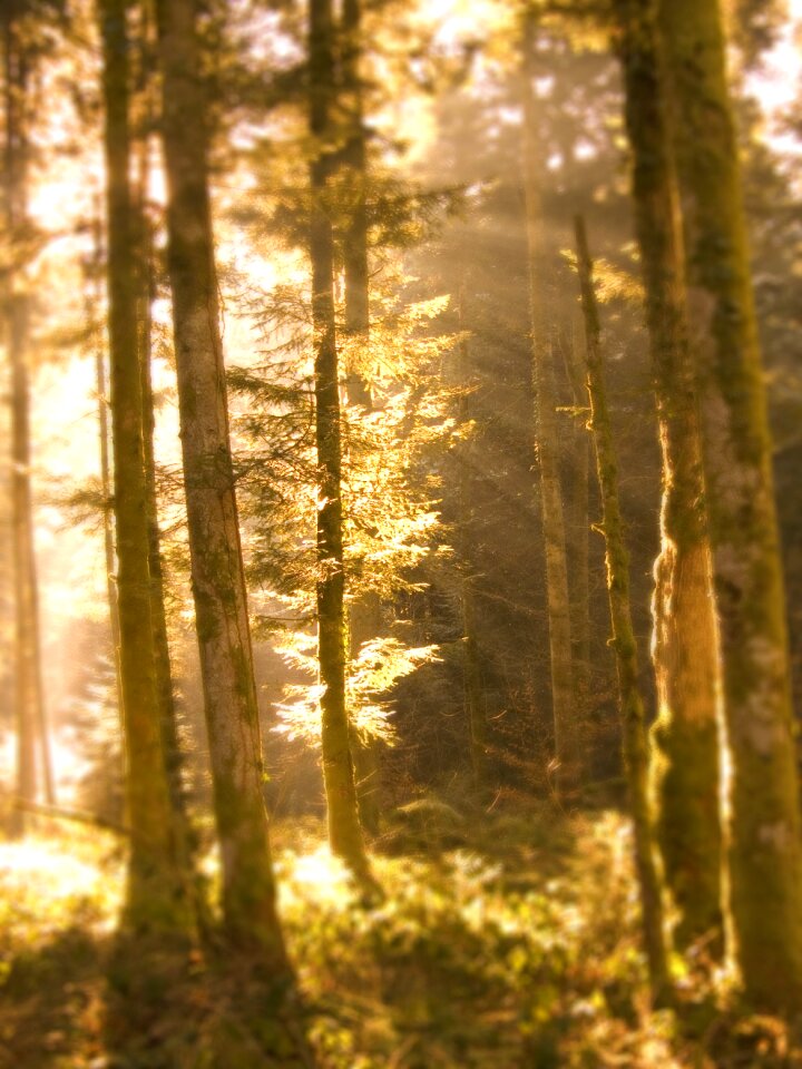 Landscape forest trunk