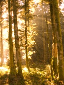 Landscape forest trunk photo