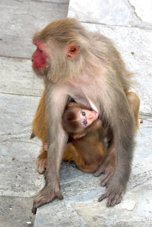 Nepal monkey shrine swayambhunath temple
